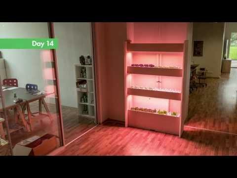 Click & Grow — smart indoor garden with growing herbs