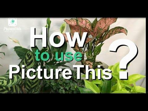 PictureThis — plant identification results from a photo